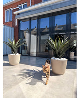 Eine braun-schwarz getigerte Katze läuft auf einer sonnigen Terrasse mit zwei Topfpflanzen der künstlichen Pflanze Agava Pandora UV 85 cm vor Glastüren, in denen sich Häuser und Himmel spiegeln.