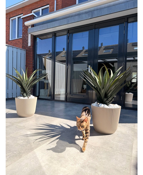 Eine braun-schwarz getigerte Katze läuft auf einer sonnigen Terrasse mit zwei Topfpflanzen der künstlichen Pflanze Agava Pandora UV 85 cm vor Glastüren, in denen sich Häuser und Himmel spiegeln.