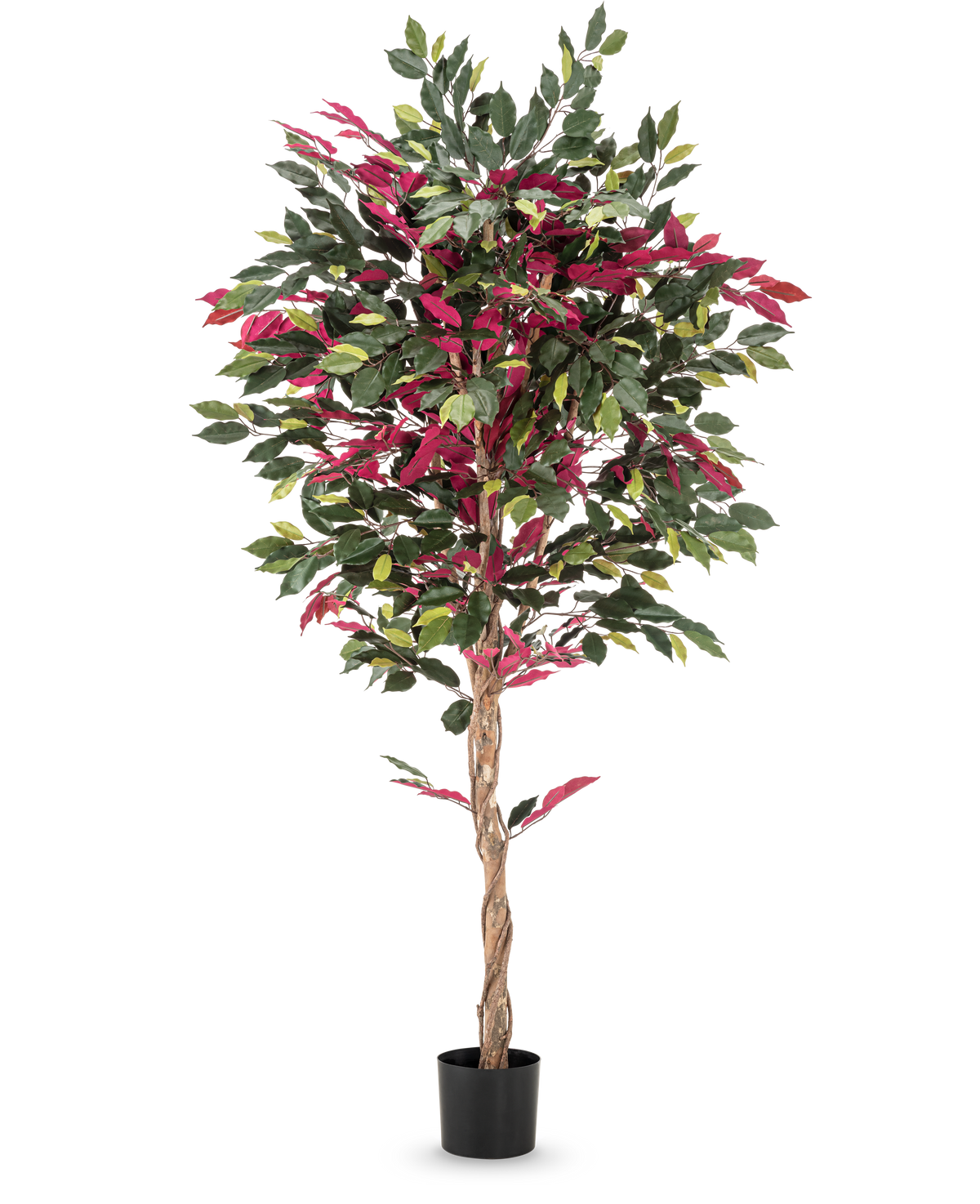 Vor einem glatten weißen Hintergrund steht eine 180 cm große, feuerhemmende Kunstpflanze Ficus grün/rot mit gedrehtem Stamm und grün-roten Blättern in einem schwarzen Topf.
