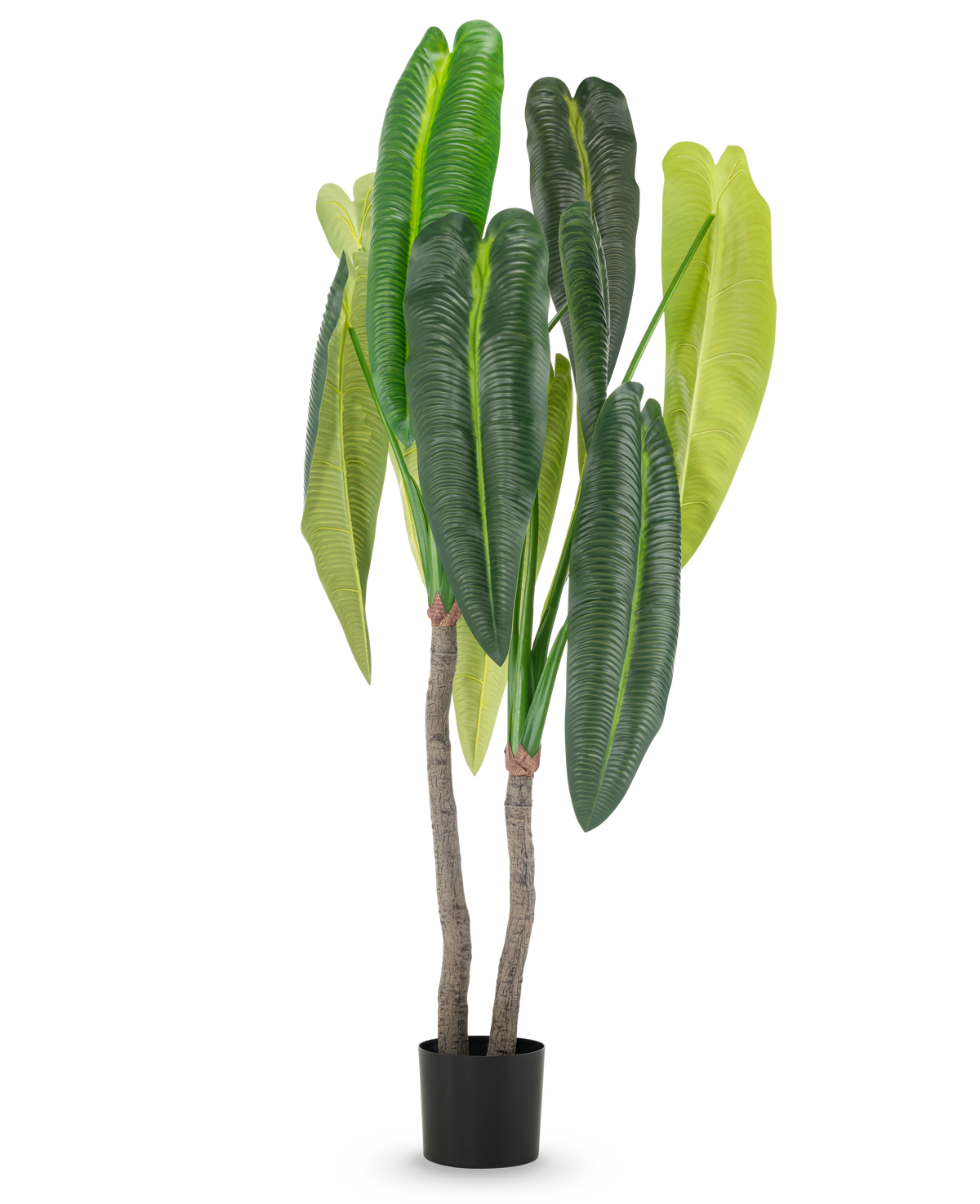 Die Kunstpflanze Anthurium 180 cm hat zwei braune Stiele und große, längliche grüne Blätter in verschiedenen Farbtönen, in einem kleinen schwarzen Topf vor weißem Hintergrund.