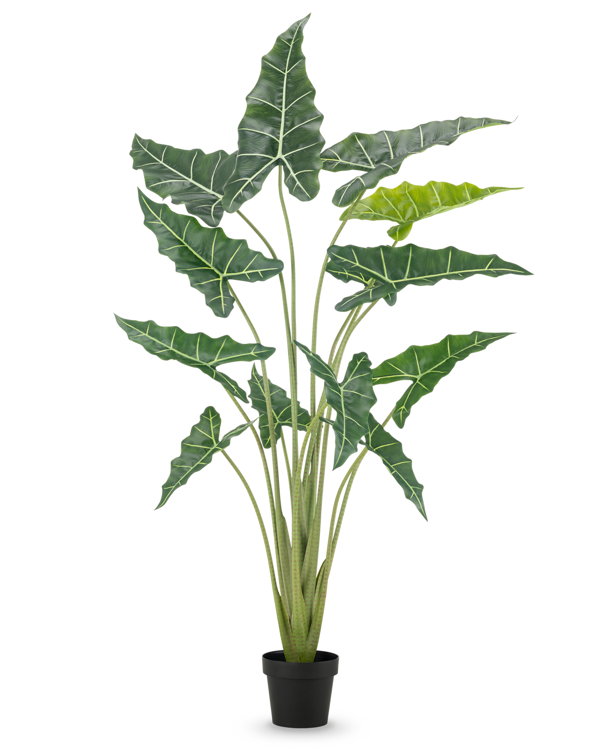 Die Kunstpflanze Alocasia 160 cm ist eine Kunstpflanze im Topf mit langen, aufrechten Stielen und großen, dunkelgrünen Blättern mit auffälligen weißen Adern vor einem schlichten weißen Hintergrund.