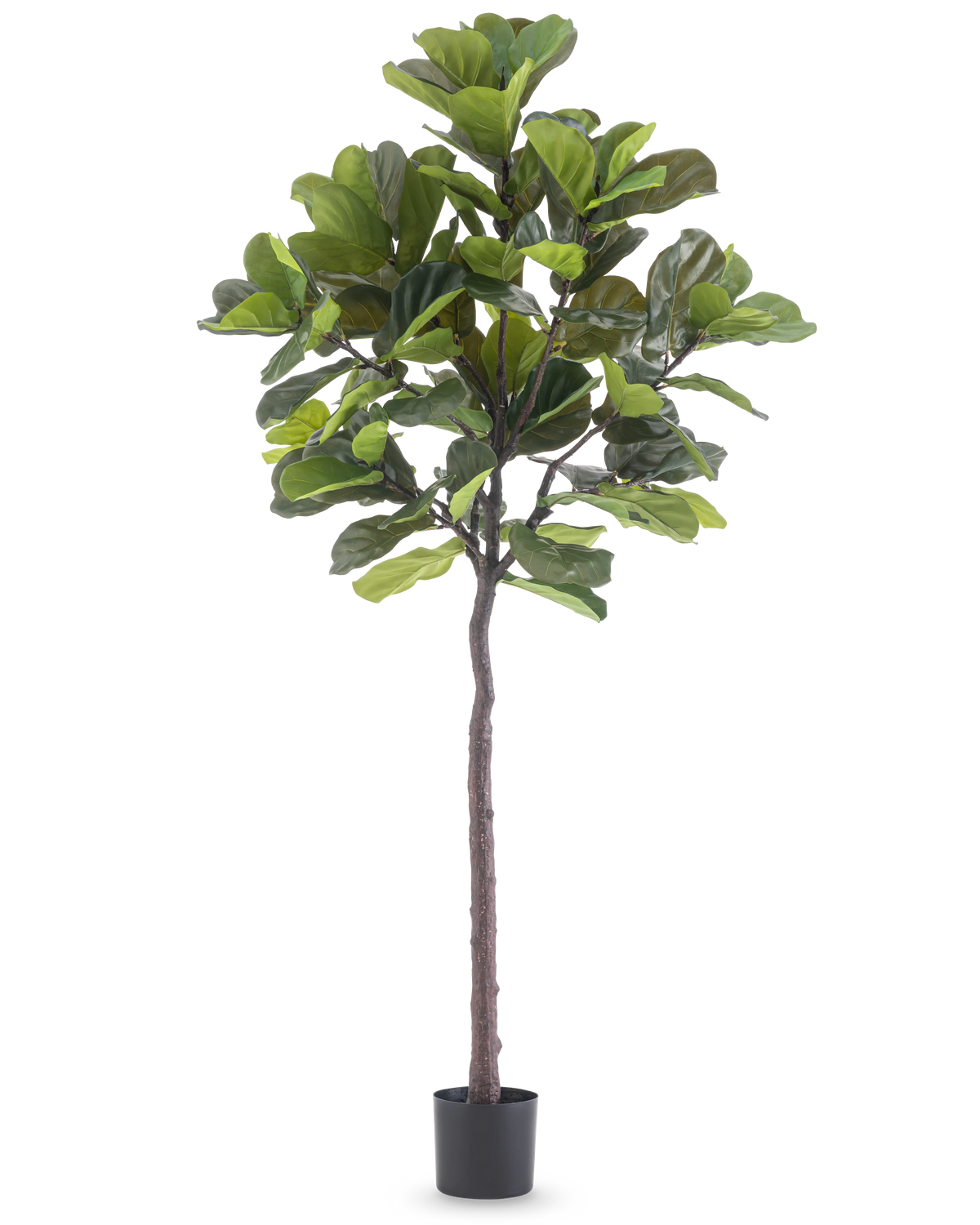Die Kunstpflanze Ficus Tabakpflanze Deluxe 215 cm ist eine hohe Kunstfeige mit großen grünen Blättern und einem schlanken braunen Stamm, in einem schlichten schwarzen Topf vor einem schlichten weißen Hintergrund.