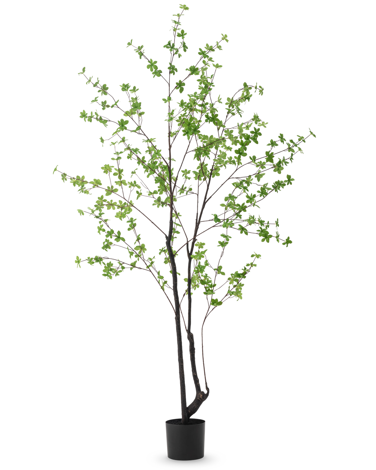 Die Kunstpflanze Enkianthus 210 cm hat ein hohes, schlankes Design mit dunklen Stielen und Zweigen, die mit kleinen hellgrünen Blättern verziert sind, vor einem schlichten weißen Hintergrund.