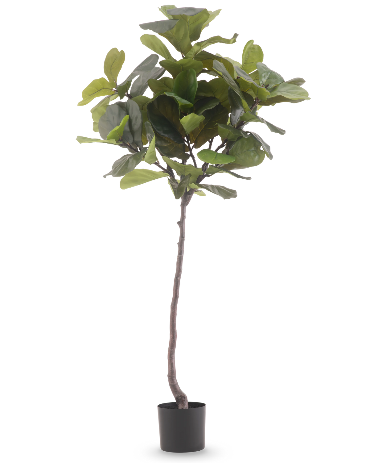 Die Kunstpflanze Ficus Tabakpflanze Deluxe 180 cm ist eine hohe Kunstpflanze mit großen, glänzend grünen Blättern und einem schlanken braunen Stamm vor einem schlichten weißen Hintergrund.