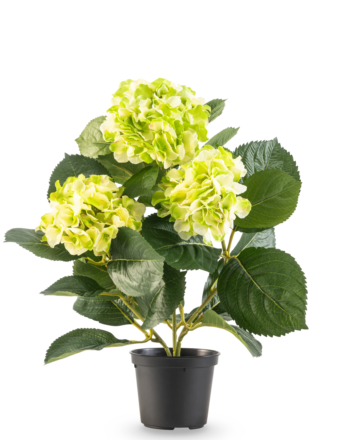 Die künstliche Hortensie Grün UV 35 cm hat drei Büschel hellgelbgrüner Blüten und große tiefgrüne Blätter, alle in einem Topf vor einem weißen Hintergrund.