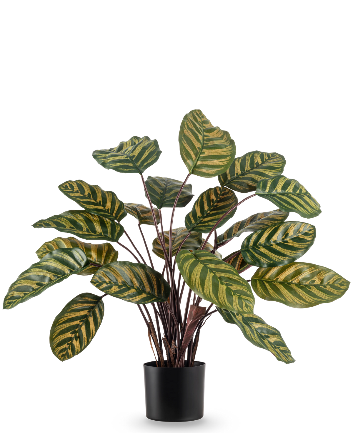 Die Kunstpflanze Calathea Makoyana UV 60 cm rot ist eine Kunstpflanze mit großen, ovalen grünen Blättern mit gelben Streifen auf einem schlichten weißen Hintergrund.
