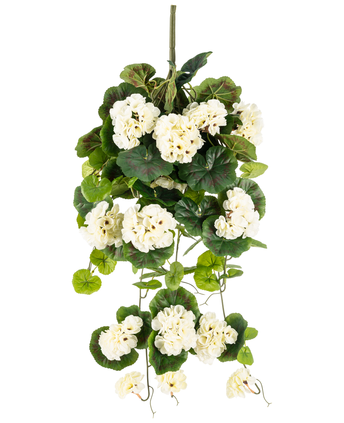 Die künstliche Hängepflanze Geranie 75 cm weiß ist eine künstliche Hängepflanze mit Büscheln aus weißen Blüten und grünen Blättern, vertikal vor einem schlichten weißen Hintergrund.