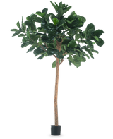 Die künstliche Baum-Tabakpflanze 260 cm ist eine hohe Kunstpflanze mit sattgrünen Blättern und einem schlanken braunen Stamm, in einem kompakten schwarzen Topf und vor einem schlichten weißen Hintergrund.