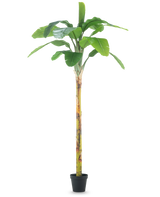 Der Kunstbananenbaum 250 cm ist ein hoher künstlicher Bananenbaum mit breiten grünen Blättern und einem strukturierten Stamm, der in einem kleinen schwarzen Topf auf einem schlichten weißen Hintergrund präsentiert wird.