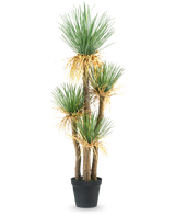 Die Kunstpflanze Yucca Deluxe 182 cm ist eine hohe künstliche Yucca mit mehreren holzigen Stielen und Büscheln aus langen, spitzen grünen Blättern und etwas Gelbfärbung an der Basis, perfekt als Dekoration für jeden Raum.