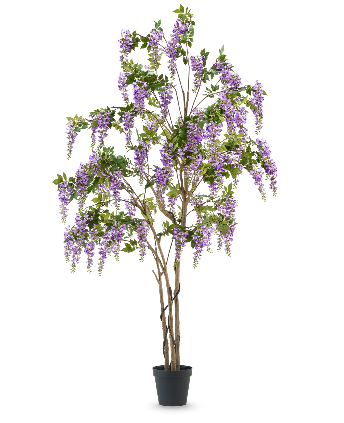 Die künstliche Glyzinienpflanze 280 cm ist ein hoher künstlicher Glyzinienbaum in einem schwarzen Topf mit mehreren schlanken braunen Stämmen und kaskadierten violetten Blüten mit grünen Blättern vor einem schlichten weißen Hintergrund.