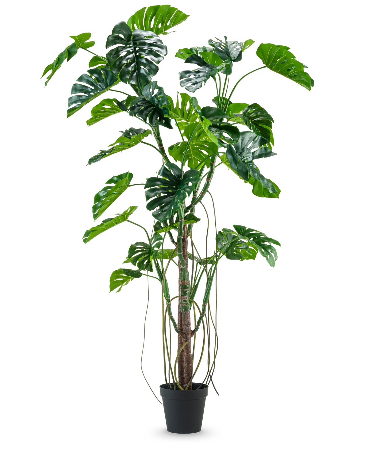 Die Kunstpflanze Monstera 240 cm ist eine hohe Kunstpflanze mit mehreren grünen, gespaltenen Blättern und langen Ranken in einem schwarzen Topf, platziert vor einem schlichten weißen Hintergrund.