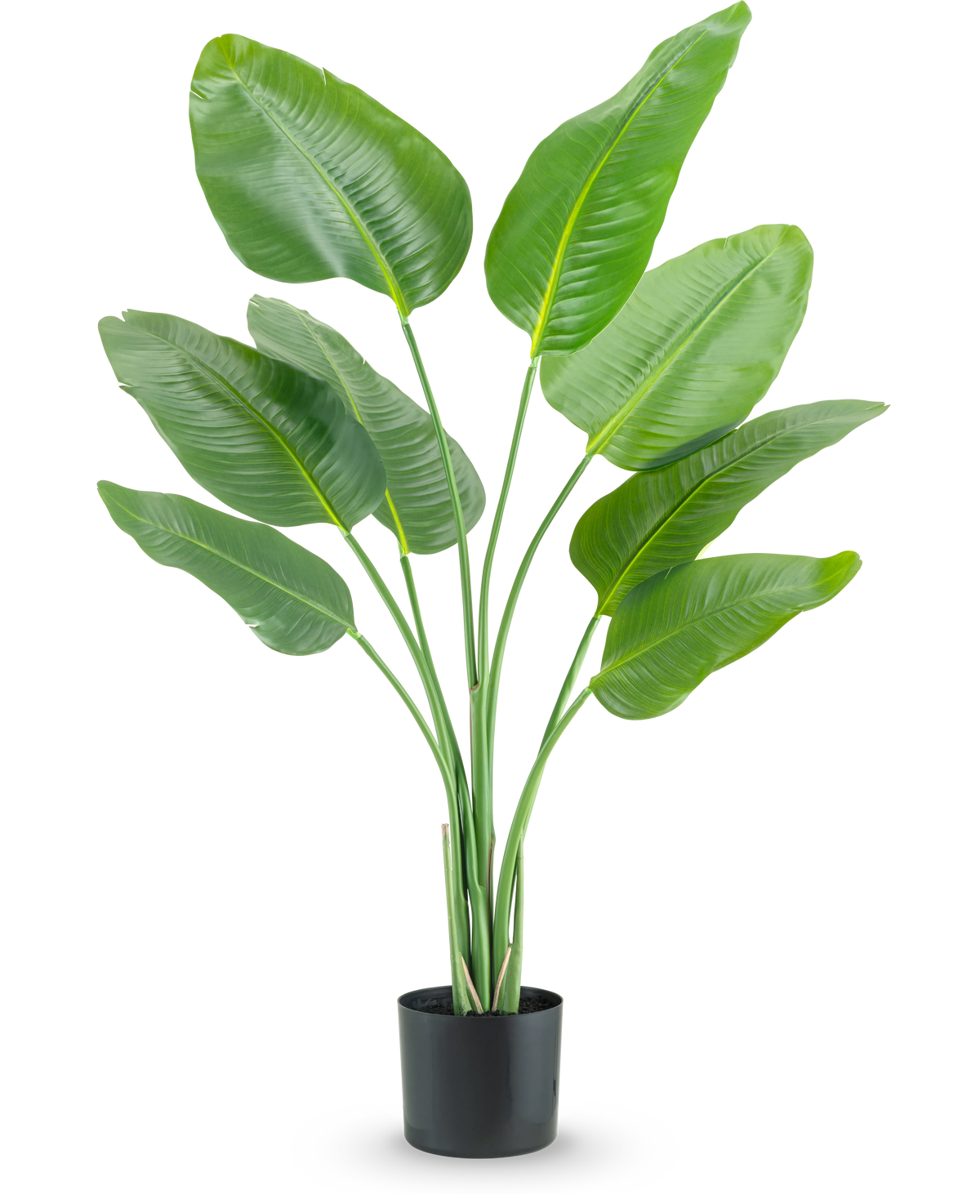 Die Kunstpflanze Strelitzia 120 cm Real Touch hat hohe, grüne, nach oben wachsende längliche Blätter in einem schwarzen Pflanzgefäß vor einem schlichten weißen Hintergrund.
