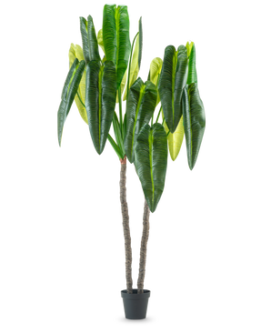 Die Kunstpflanze Anthurium 240 cm ist eine hohe Kunstpflanze im Topf mit zwei braunen Stielen und großen, länglichen grünen Blättern vor einem schlichten weißen Hintergrund.
