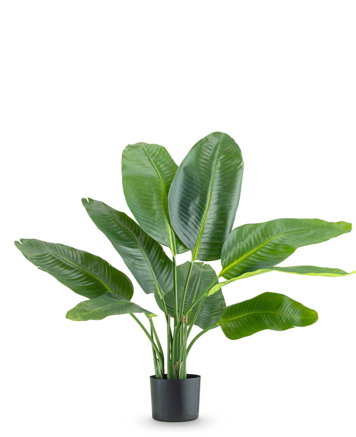 Die Kunstpflanze Strelitzia Real Touch Deluxe 90 cm ist eine hohe Topfpflanze mit großen, glänzend grünen Blättern, dargestellt vor einem schlichten weißen Hintergrund.