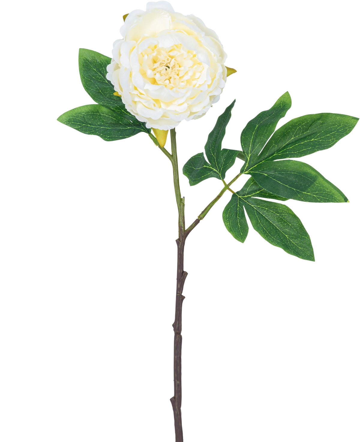 Künstliche Blume Pfingstrose 61 cm weiß: eine einzelne weiße Pfingstrose mit geschichteten Blütenblättern, grünen Blättern und einem langen braunen Stiel, isoliert auf weißem Hintergrund.