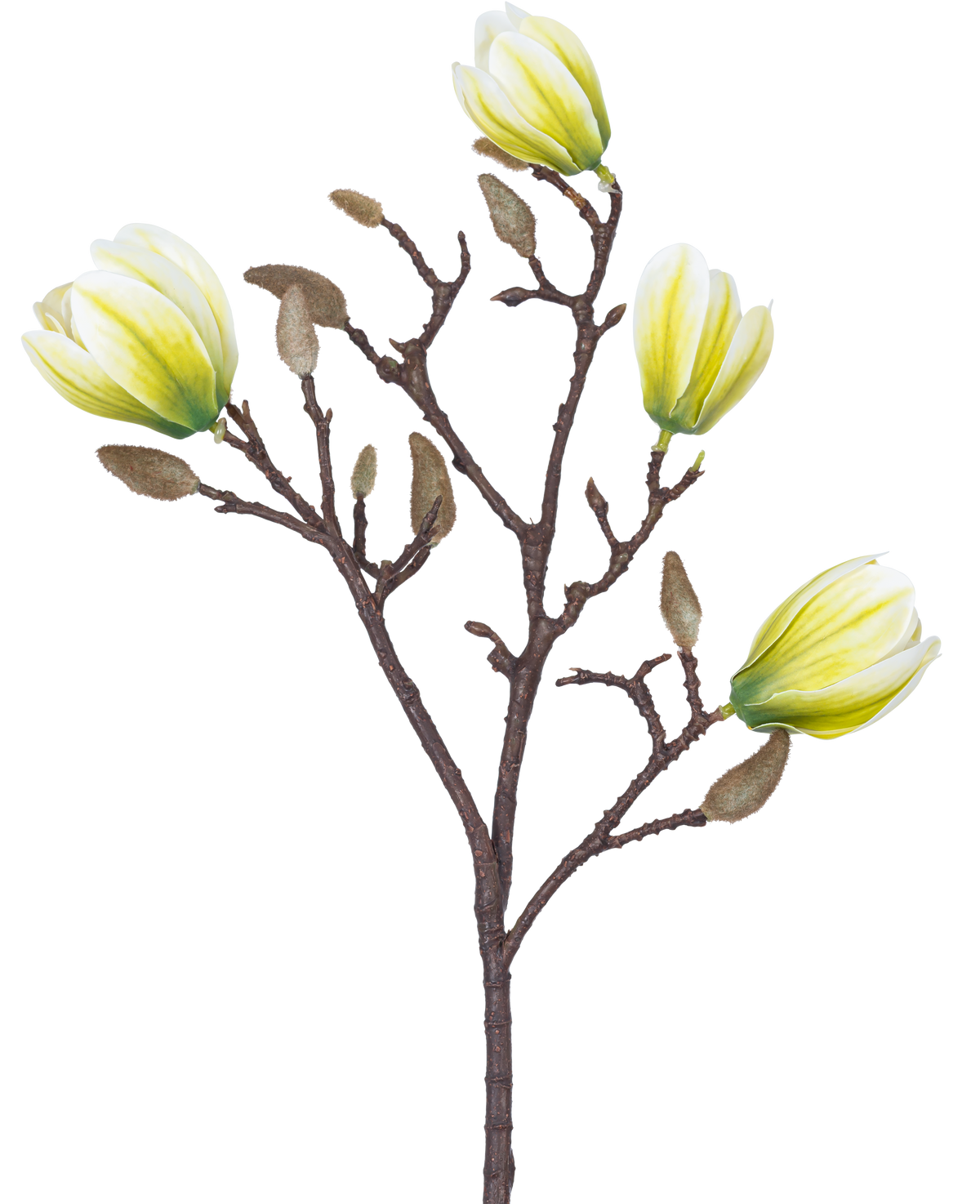 Eine künstliche Blumenmagnolie, 50 cm, weiß/grün, mit vier gelb-weißen Blüten und einer Reihe flauschiger brauner Knospen vor einem weißen Hintergrund.