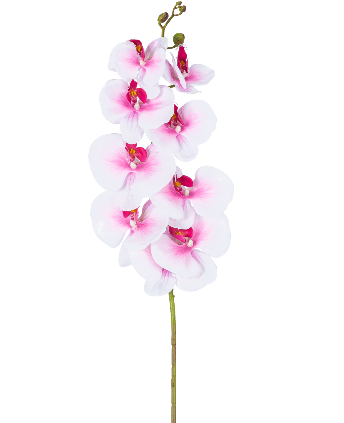 Die künstliche Orchidee Real Touch Deluxe 105 cm rosa/weiß hat einen einzelnen rosafarbenen künstlichen Phalaenopsis-Stiel mit weißen Akzenten, realistischen Seidenblumen und Knospen, die alle elegant auf einem weißen Hintergrund präsentiert werden.