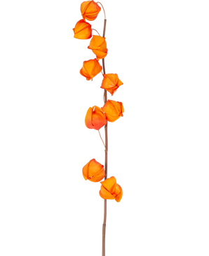 Ein einzelner Stiel der künstlichen Blume Physalis Lampion 90 cm orange mit mehreren leuchtend orangefarbenen, laternenförmigen Schoten ist vor einem schlichten weißen Hintergrund abgebildet.