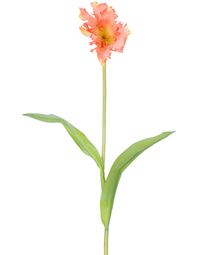Eine einzelne künstliche Blume, französische Sittich-Tulpe, 76 cm, Koralle mit Rüschen aus rosa und gelben Blütenblättern und zwei langen grünen Blättern auf einem langen Stiel, vor einem schlichten weißen Hintergrund.