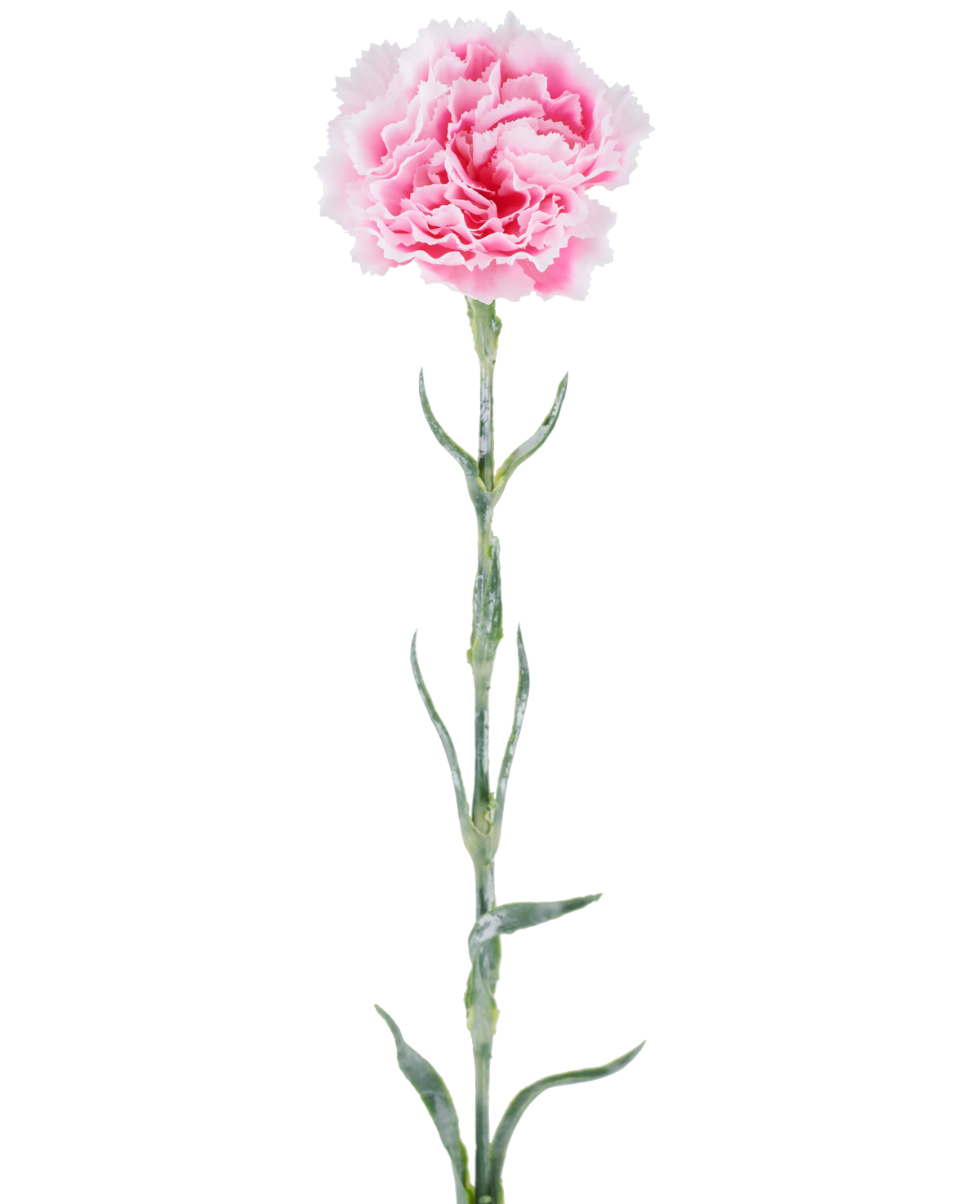 Künstliche Blume: 68 cm große Nelke, rosa, mit gekräuselten rosa Blütenblättern auf einem langen grünen Stiel, isoliert vor weißem Hintergrund.
