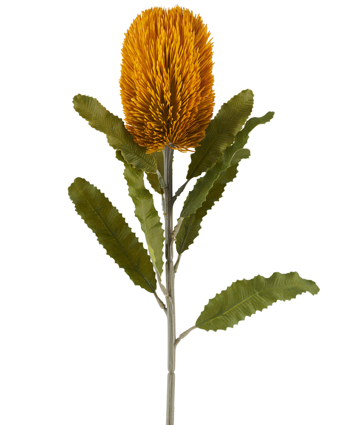 Eine einzelne künstliche Banksia-Blume in Senffarbe, 65 cm hoch, mit zylindrischer Form und gezackten grünen Blättern auf einem langen Stiel, isoliert vor einem weißen Hintergrund.