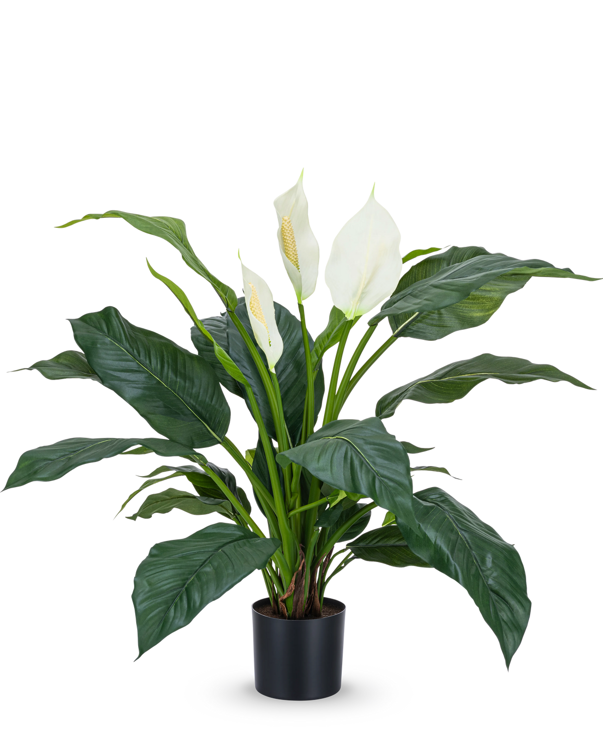 Die Kunstpflanze Spathiphyllum weiß 85 cm ist eine realistische Topfpflanze mit großen, dunkelgrünen Blättern und drei weißen Blüten vor einem schlichten weißen Hintergrund – eine stilvolle Zimmerpflanze für jedes Interieur.