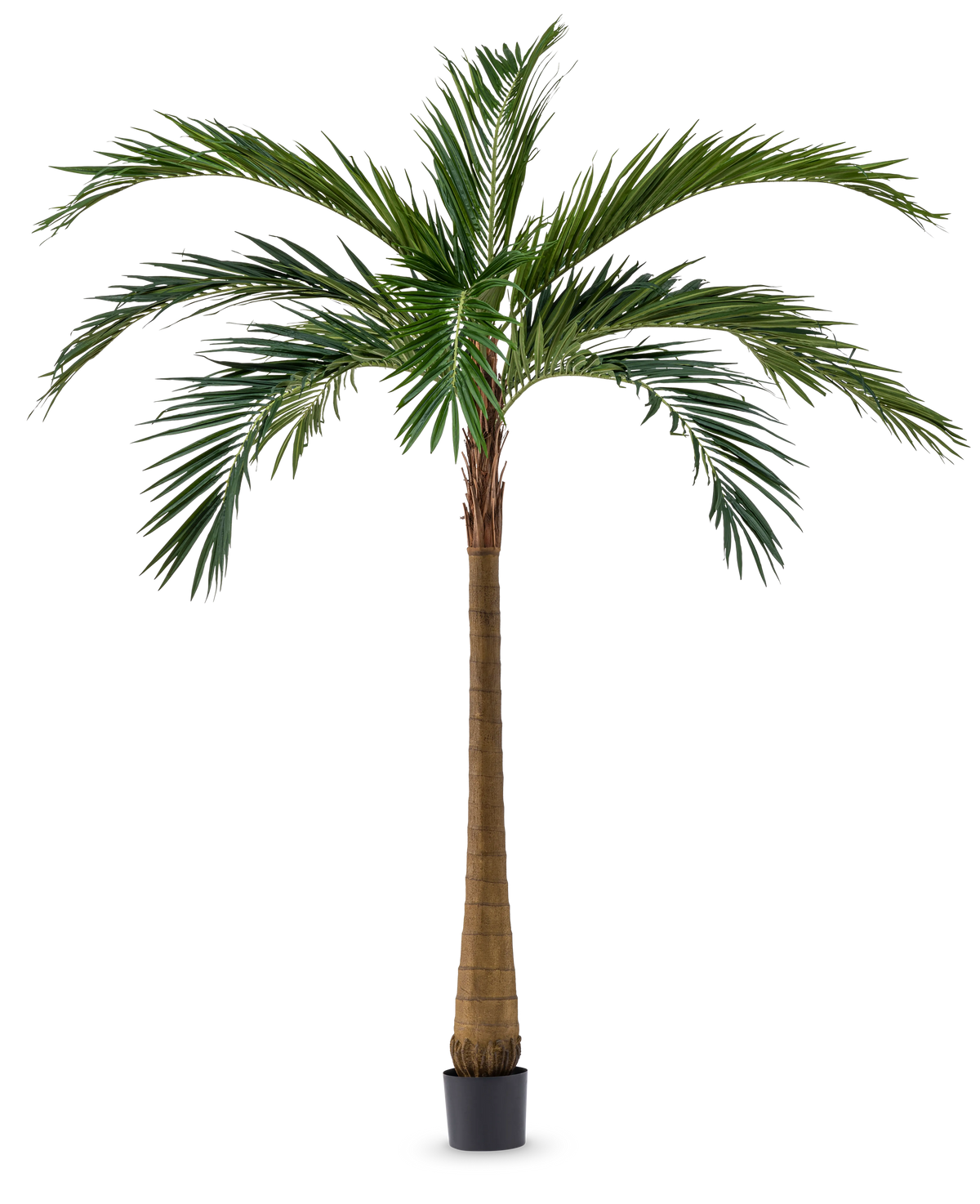 Die Kunstpalme XL Deluxe 270 cm hat einen hohen, schlanken braunen Stamm und große grüne Blätter, die elegant in einem kleinen schwarzen Topf vor weißem Hintergrund stehen.