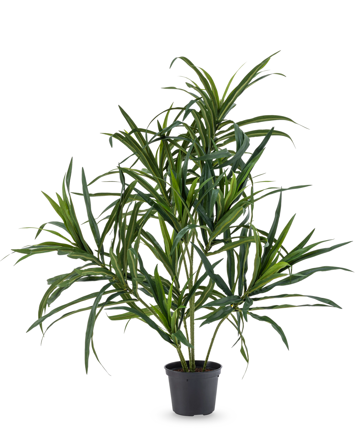 Die Kunstpflanze Dracaena Reflexa im UV-Topf 63 cm hat lange, schlanke grüne Blätter an dünnen Stielen, ideal, um Ihrem Interieur vor einem schlichten weißen Hintergrund einen Hauch von tropischem Flair zu verleihen.