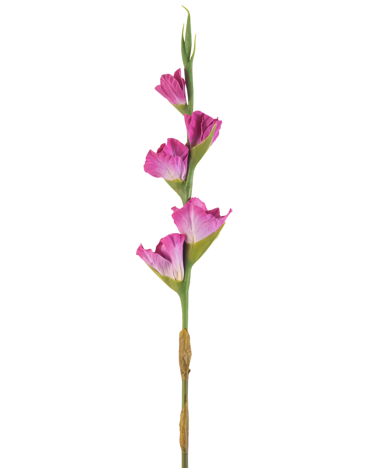 Ein einzelner Stiel der Kunstblume Gladiolus 83 cm Fuchsia hat vier leuchtend rosa Blüten auf einem grünen Stiel vor einem schlichten weißen Hintergrund.