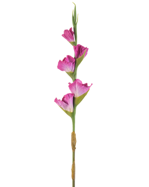 Ein einzelner Stiel der Kunstblume Gladiolus 83 cm Fuchsia hat vier leuchtend rosa Blüten auf einem grünen Stiel vor einem schlichten weißen Hintergrund.