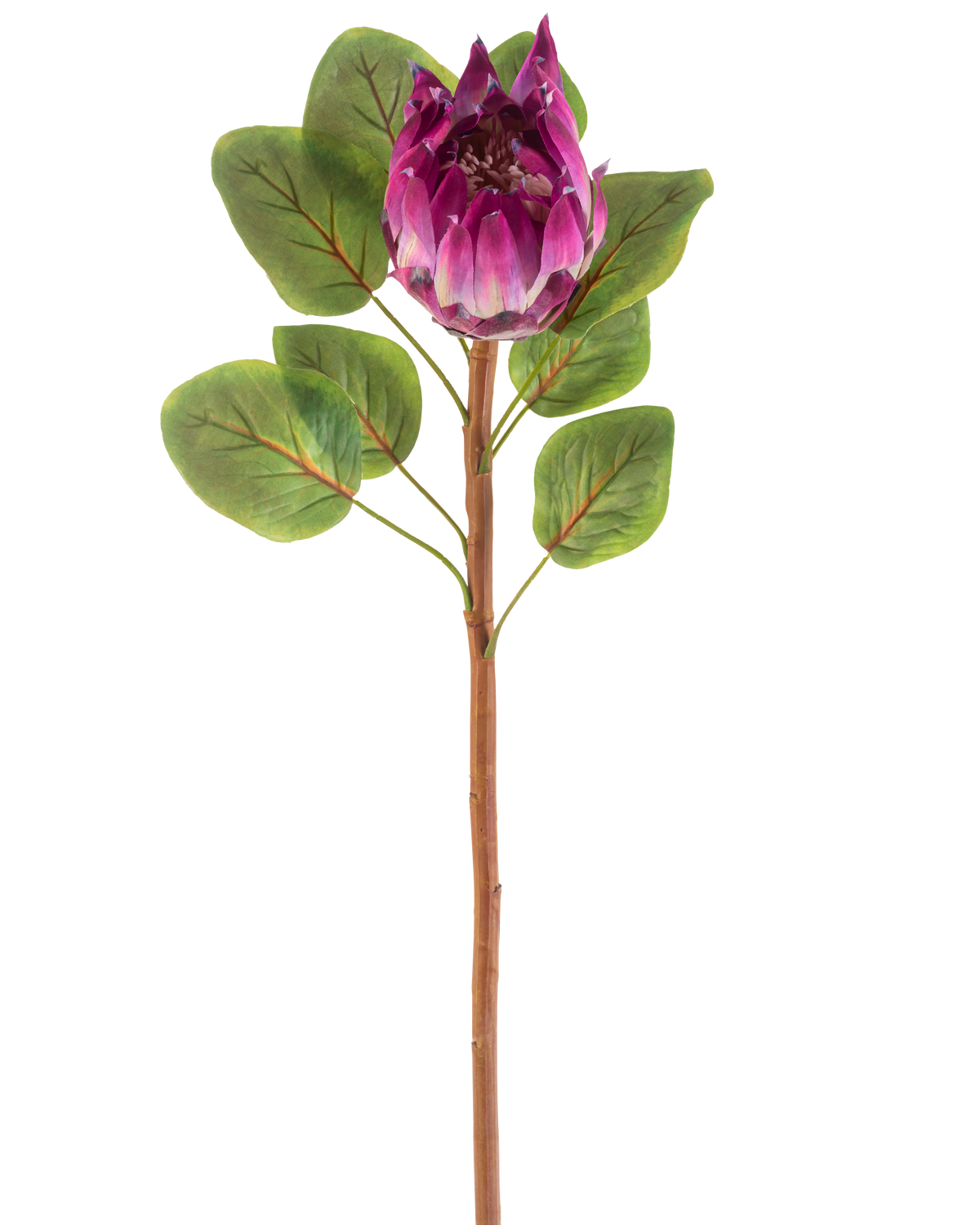 Die künstliche Blume Protea 65 cm lila besteht aus einer einzelnen künstlichen lila Protea-Blume mit grünen Blättern und einem langen braunen Stiel vor einem weißen Hintergrund.