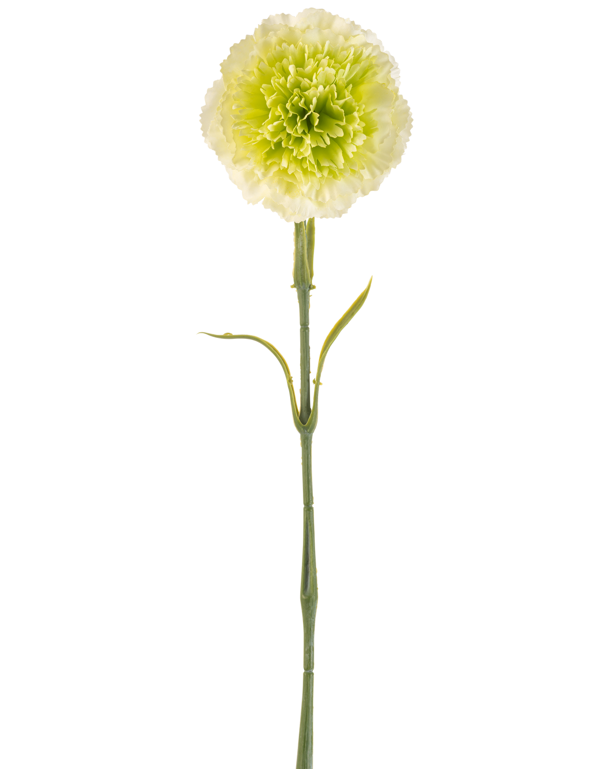 Die künstliche Blumennelke 57 cm hellgrün ist eine künstliche hellgrüne Nelke mit Rüschen in den Blütenblättern und einem langen Stiel, dargestellt vor einem schlichten weißen Hintergrund.