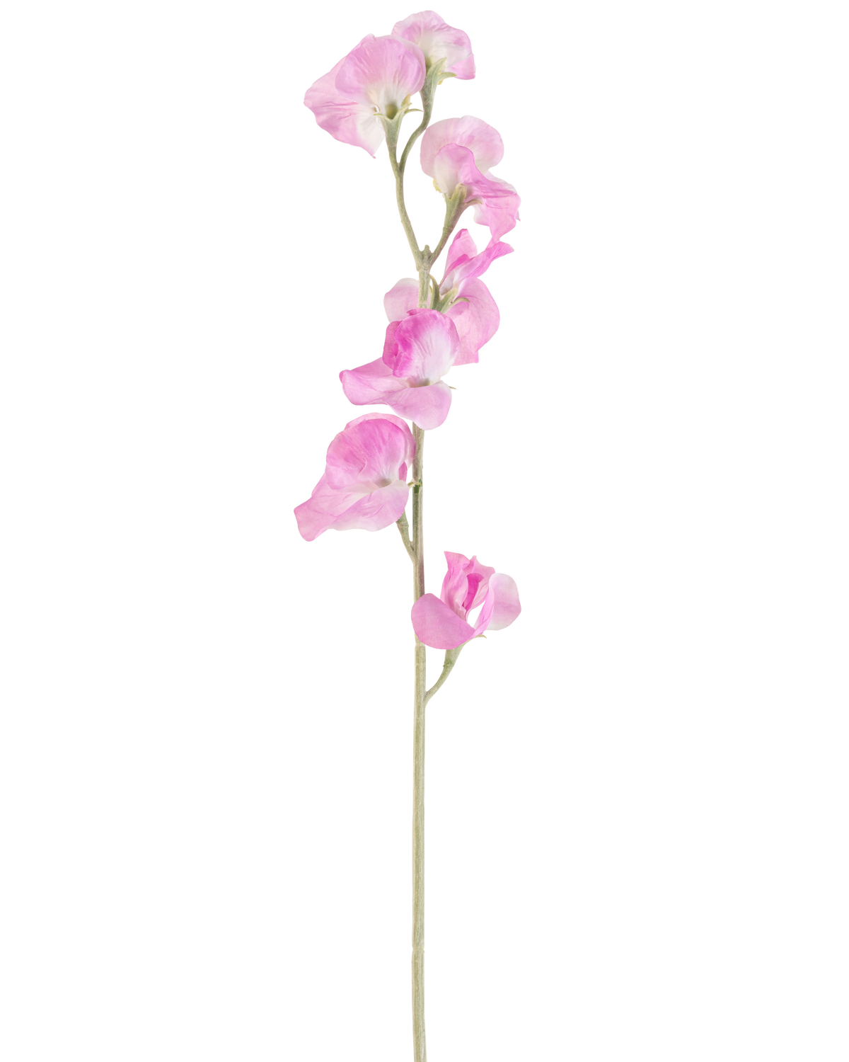 Eine einzelne rosafarbene künstliche Blumenerbse (64 cm) hat zarte, gerüschte rosa Blütenblätter und einen hellgrünen Stiel vor einem schlichten weißen Hintergrund.