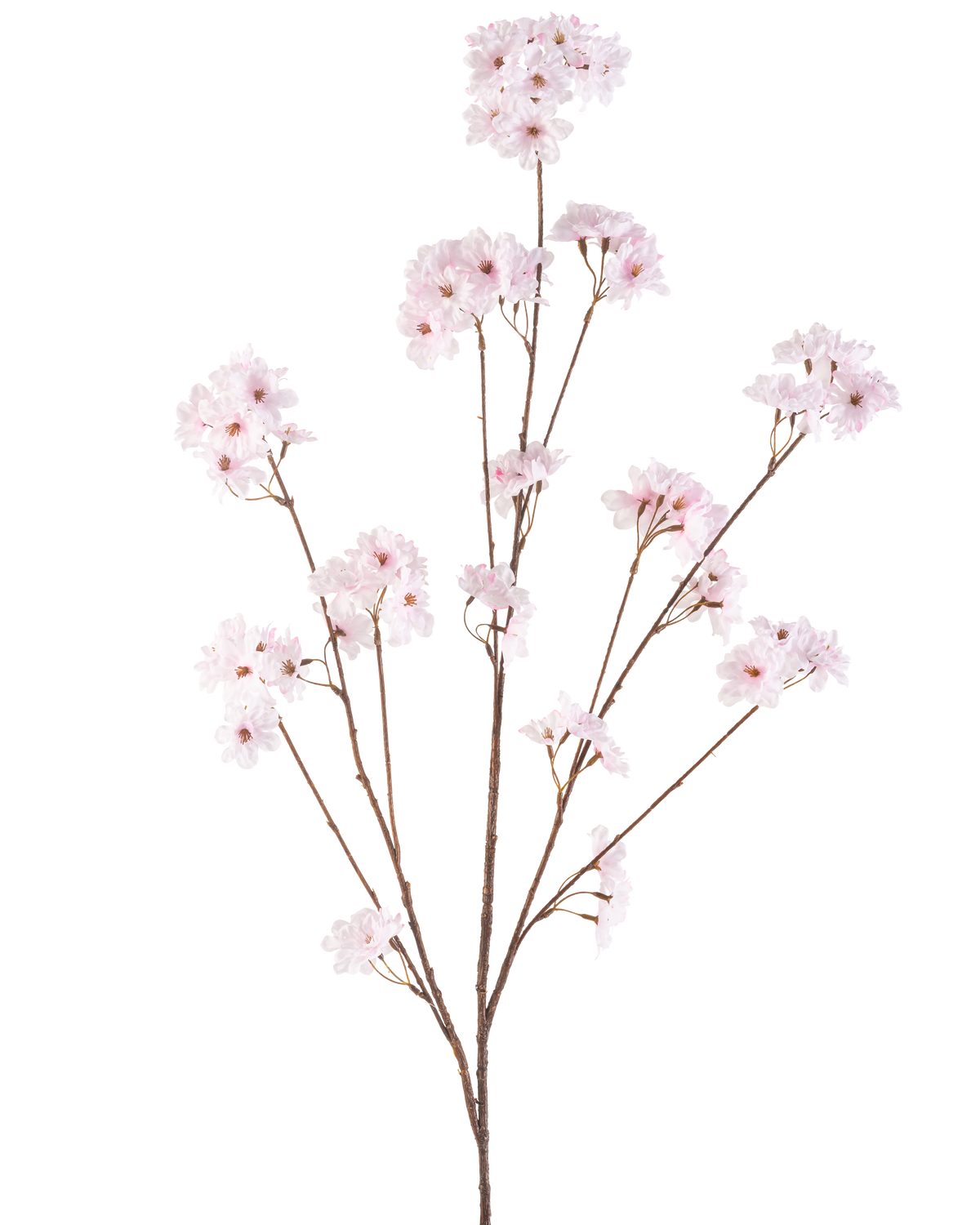 Die Kunstblume Kirschblüte 130 cm hellrosa hat mehrere dünne Stiele mit Büscheln zarter hellrosa Kirschblüten, wunderschön arrangiert und isoliert auf weißem Hintergrund.