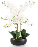 Die künstliche Orchidee Real Touch 50 cm weiß im schwarzen Topf ist eine elegante Präsentation mit weißen Orchideenblüten mit gelbem Herzen, grünen Knospen und breiten dunkelgrünen Blättern in einem schwarzen Keramiktopf.