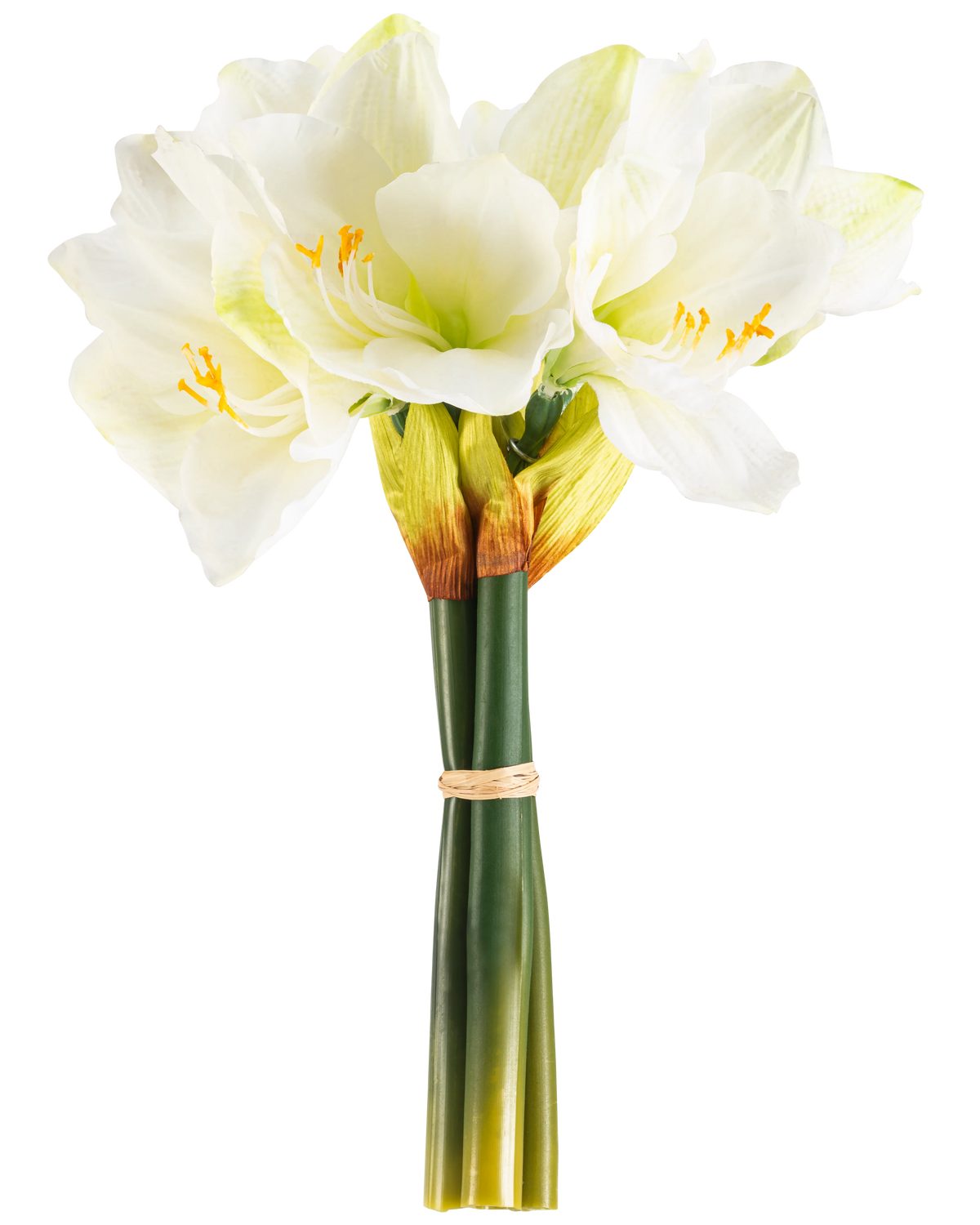 Die künstliche Blume Amaryllis Real Touch weiß 36 cm hat lebensechte weiße Amaryllisblüten mit hellgrüner Mitte und gelben Staubgefäßen, die mit einem beigen Band um grüne Stiele gebunden sind und sich perfekt vor einem schlichten weißen Hintergrund abheben.