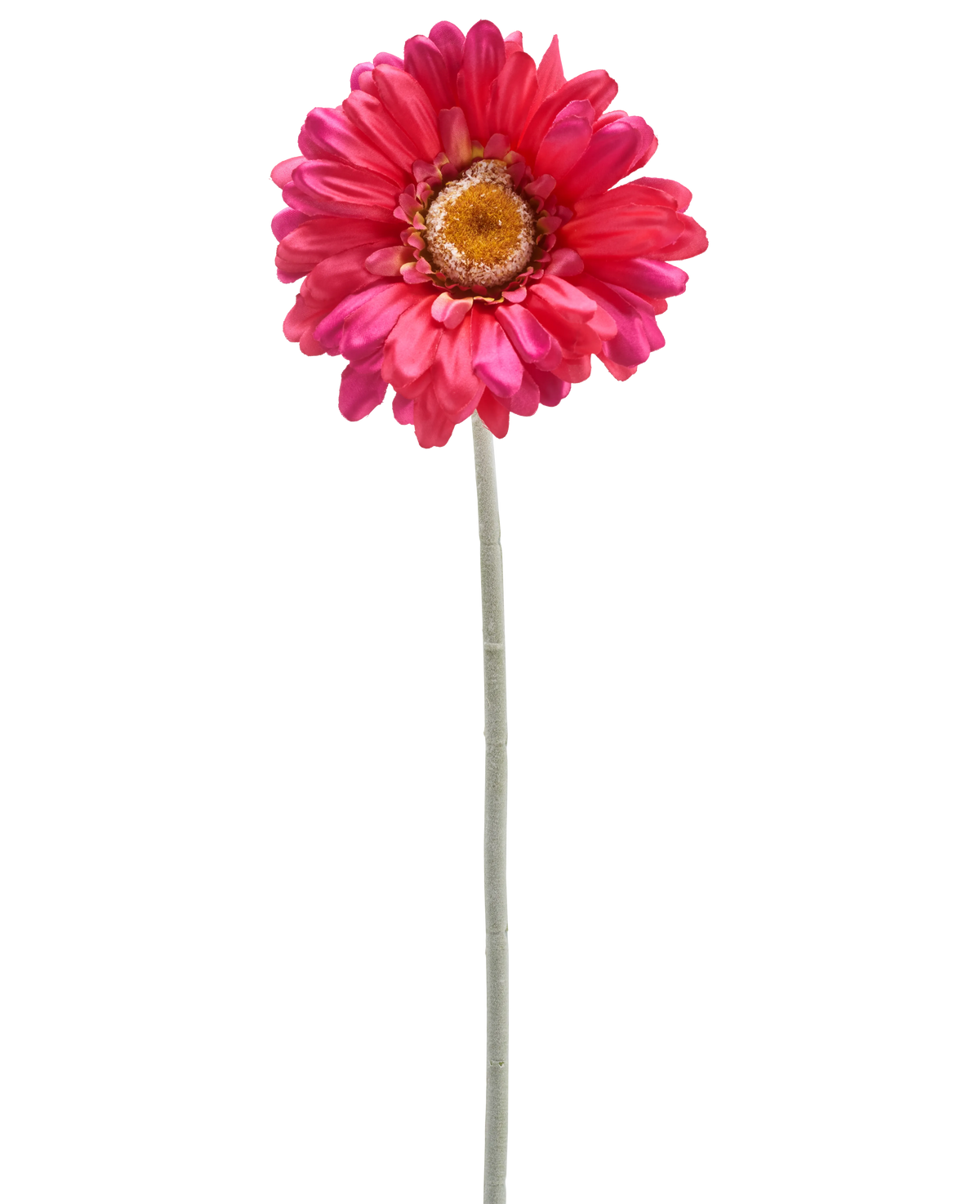Eine einzelne künstliche Gerbera-Blume 53 cm burgunderrot mit einem langen grünen Stiel, isoliert auf weißem Hintergrund.