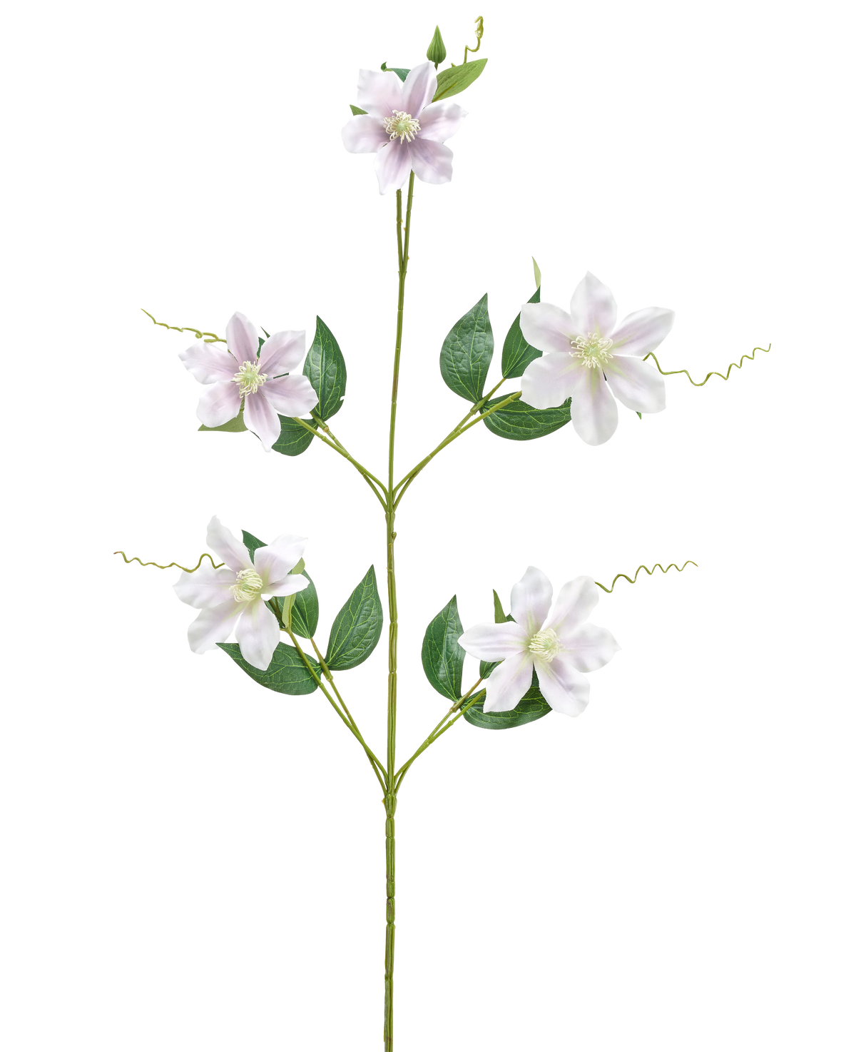 Die Kunstblume Celematis 78 cm weiß hat einen einzelnen grünen Stiel mit fünf weißen sternförmigen Blüten, mehreren grünen Blättern, die symmetrisch angeordnet sind, und gekräuselten Ranken. Der Hintergrund ist schlicht weiß.
