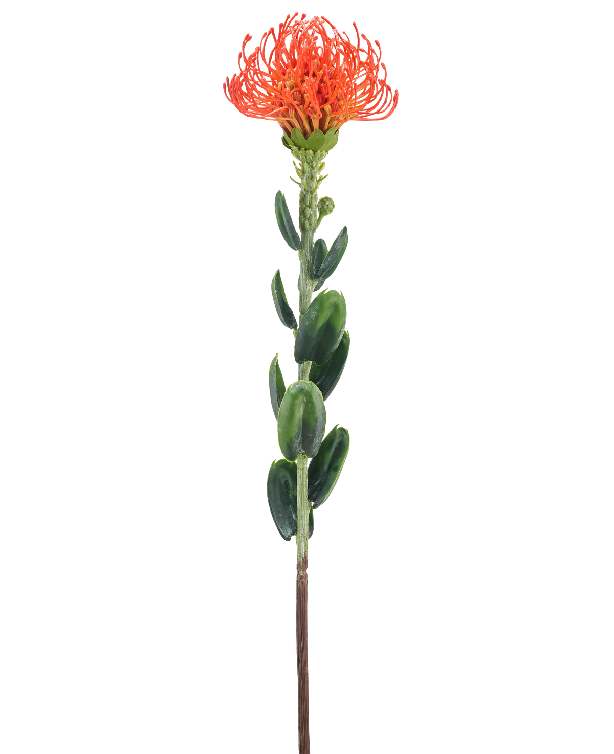 Eine einzelne künstliche Blume Mini Protea 61 cm orange mit einer zarten orangefarbenen Blüte und grünen Blättern vor einem schlichten weißen Hintergrund.