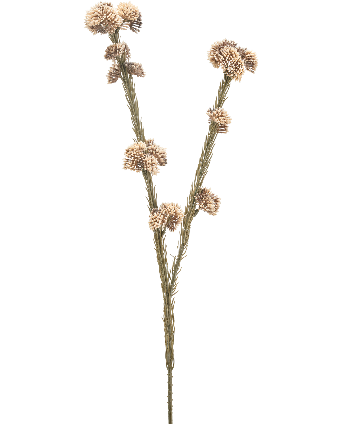 Die künstliche Blume Ozothamnus diosmifolius 57 cm creme/braun hat einen einzelnen getrockneten Stiel mit zwei Zweigen, jeder mit Büscheln kleiner, runder, beige und brauner, stacheliger Blüten vor einem schlichten weißen Hintergrund.