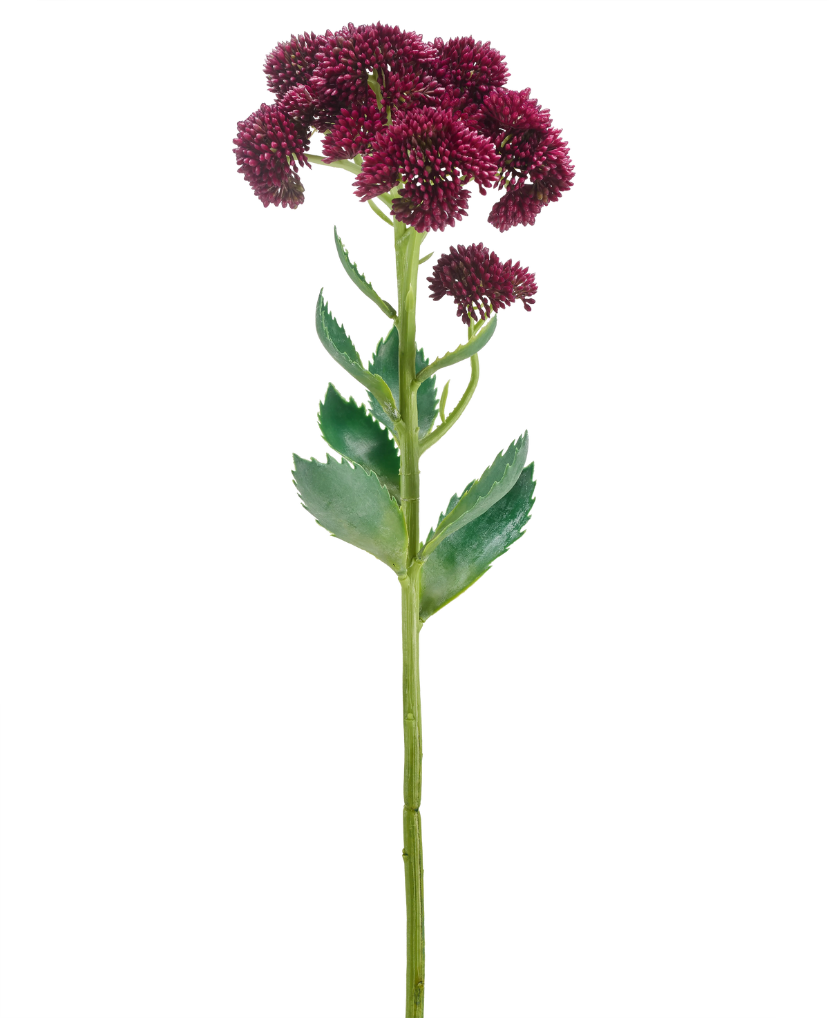 Eine einzelne künstliche Blume Sedum 57 cm lila hat einen langen grünen Stiel mit Büscheln kleiner dunkelvioletter Blüten und grüner Blätter, isoliert auf weißem Hintergrund.