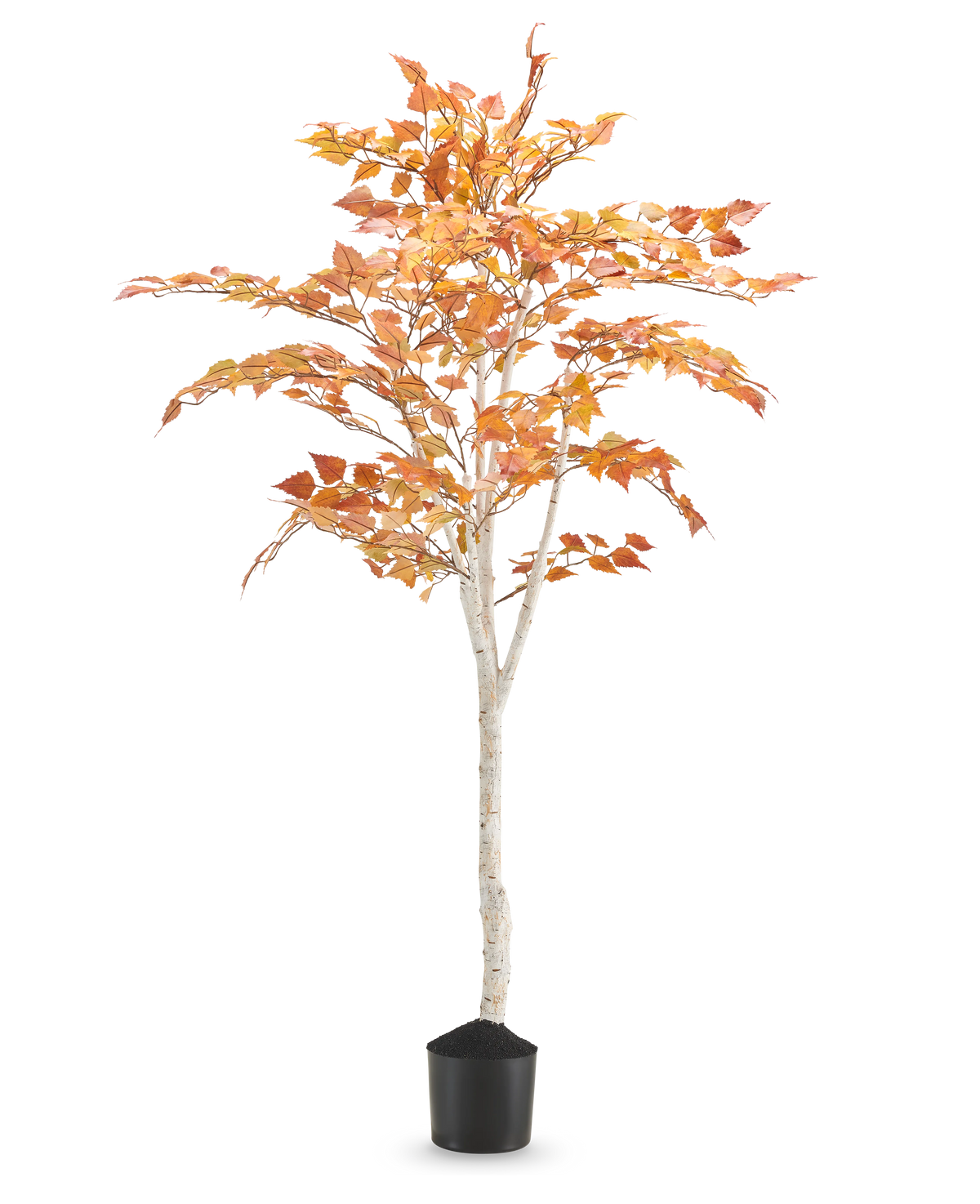 Die künstliche Birke „Herbst“ 150 cm ist eine hohe künstliche Birke mit einem schlanken weißen Stamm und orange-gelben Herbstblättern, in einem kleinen schwarzen Topf vor einem schlichten weißen Hintergrund.