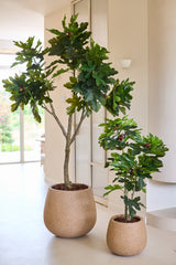 Zwei künstliche Feigenbäume vom Typ Ficus Carica, jeweils 210 cm hoch und mit üppig grünen Blättern, werden im Innenbereich in der Nähe eines hellen Fensters an einer Wand und einem Boden in neutralen Farben aufgestellt.