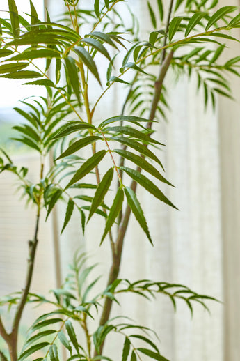 Die 210 cm große Kunstpflanze Mahonia steht stolz vor einem sanft beleuchteten Fenster mit weißen, durchscheinenden Vorhängen; Die langen, schmalen grünen Blätter werden wunderschön beleuchtet, während das gefilterte Licht ihre lebendige Farbe und Textur hervorhebt.