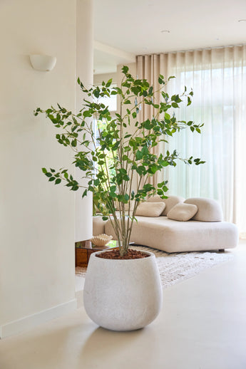 Die 180 cm große künstliche Ficus-Pflanze mit ihren üppigen grünen Blättern steht stolz auf einem hellen Boden in einem modernen, hellen Wohnzimmer mit einem weißen Sofa, einem weichen Teppich und durchscheinenden Vorhängen, die natürliches Licht hereinlassen.