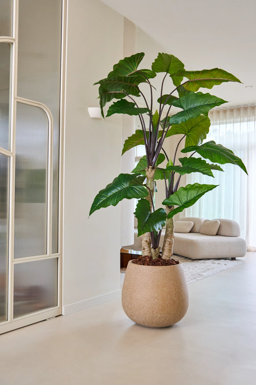 Die 240 cm große künstliche Alocasia-Pflanze mit ihren breiten grünen Blättern steht prominent in einem hellen, modernen Wohnzimmer mit einem hellen Sofa, durchscheinenden Vorhängen und minimalistischem Dekor.
