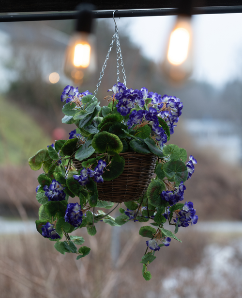 Die künstliche Begonie lila im Korb UV 70 cm ist ein Hängekorb mit leuchtend lila künstlichen Begonien mit grünen Blättern, perfekt für den Außenbereich. Das Arrangement verleiht unter warmen Glühbirnen Farbe und Charme.