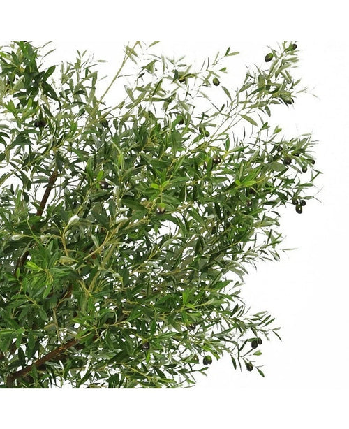 Der künstliche Olivenbaum 270 cm mit Oliven hat schmale grüne Blätter und dunkle Oliven und ist somit die perfekte Kunstpflanze, um Ihrem Raum einen eleganten Olivenbaum-Look zu verleihen.