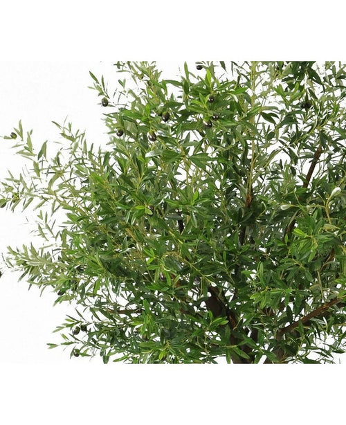 Nahaufnahme eines üppigen künstlichen Olivenbaums 270 cm mit Olivenzweigen mit schlanken Blättern und schwarzen Oliven – ideale Kunstpflanzen für alle, die einen Olivenbaum im Innenbereich haben möchten, dargestellt vor einem weißen Hintergrund.